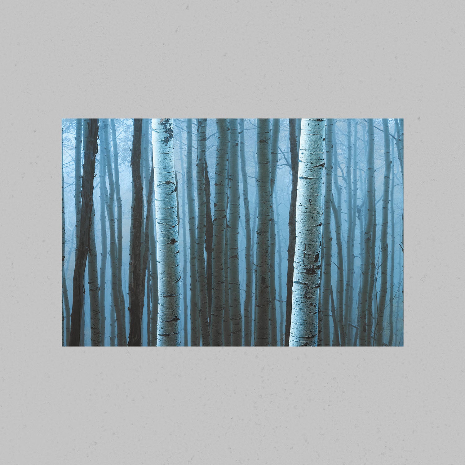 Dense Aspen Forest Print