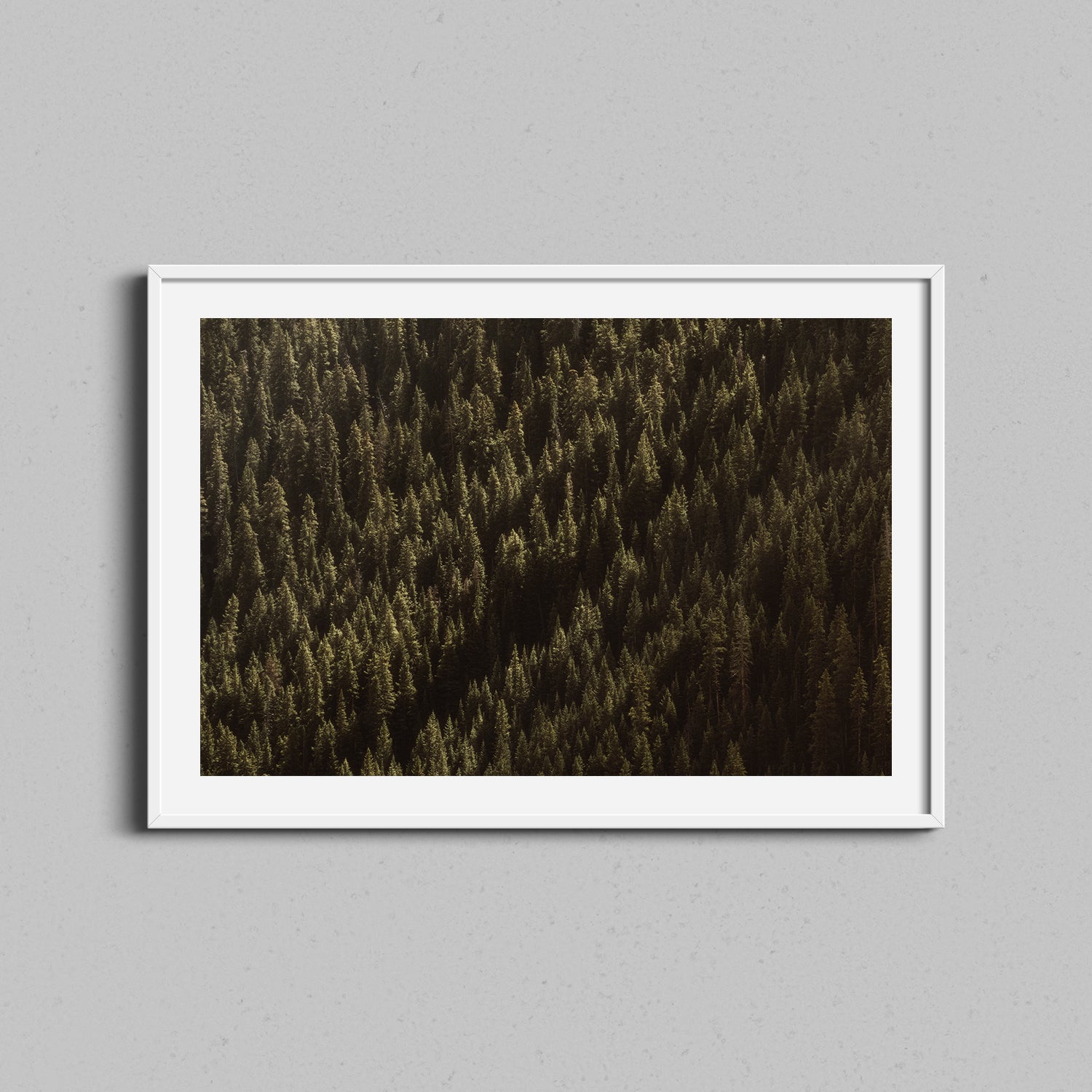 Colorado Forest Print