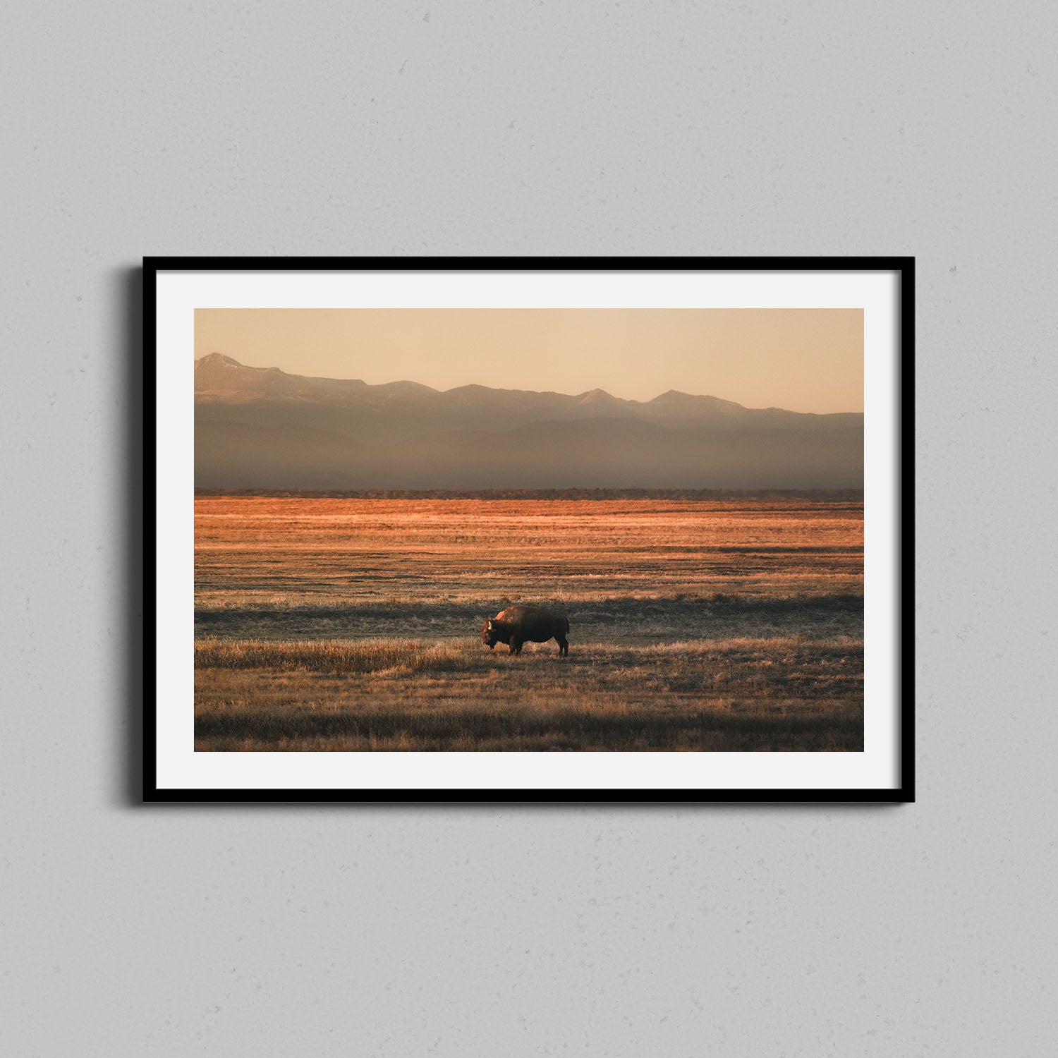 Lone Colorado Buffalo Print