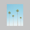 A loose photography print of four tall palm trees captured in coastal California.