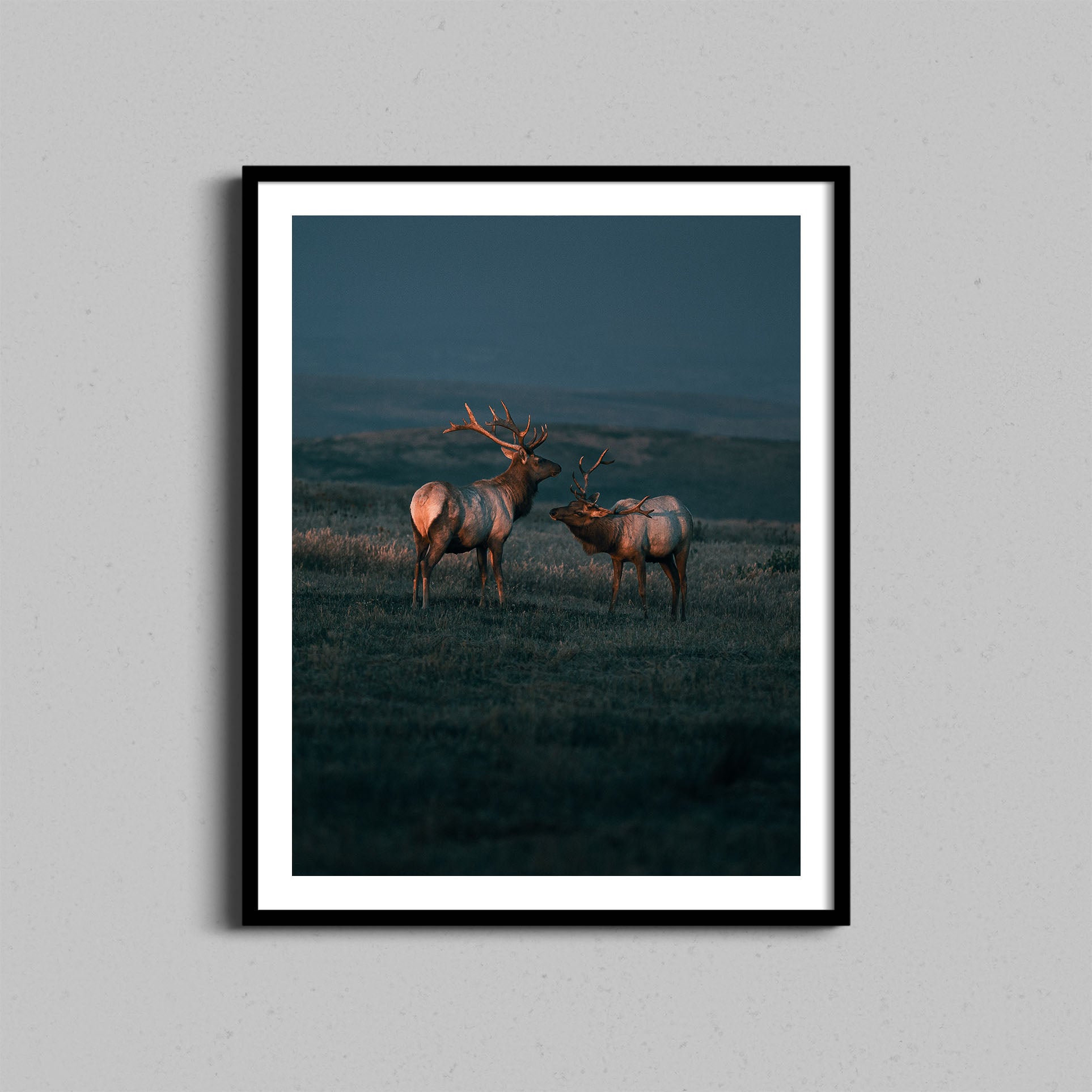 Point Reyes Elk Print