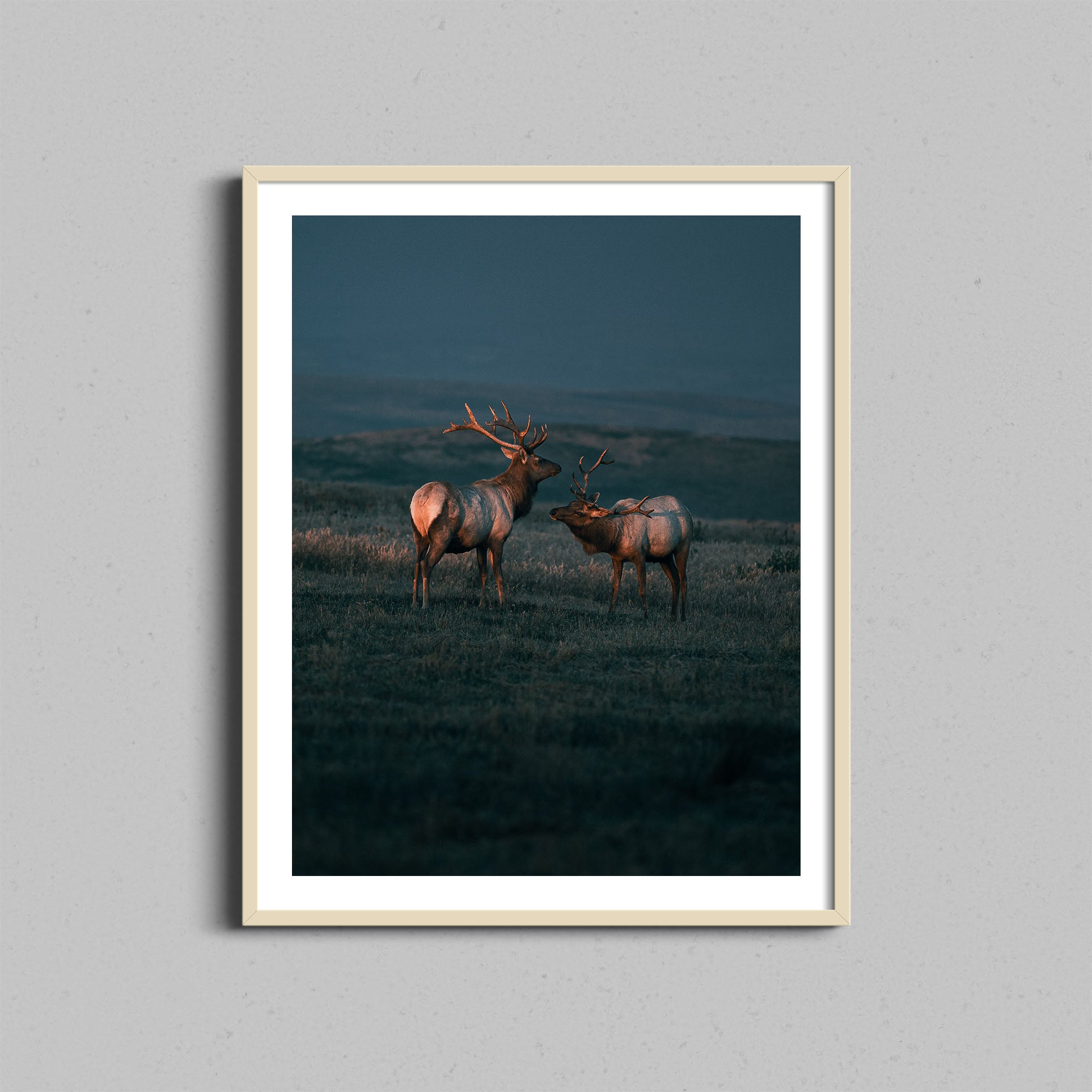 Point Reyes Elk Print