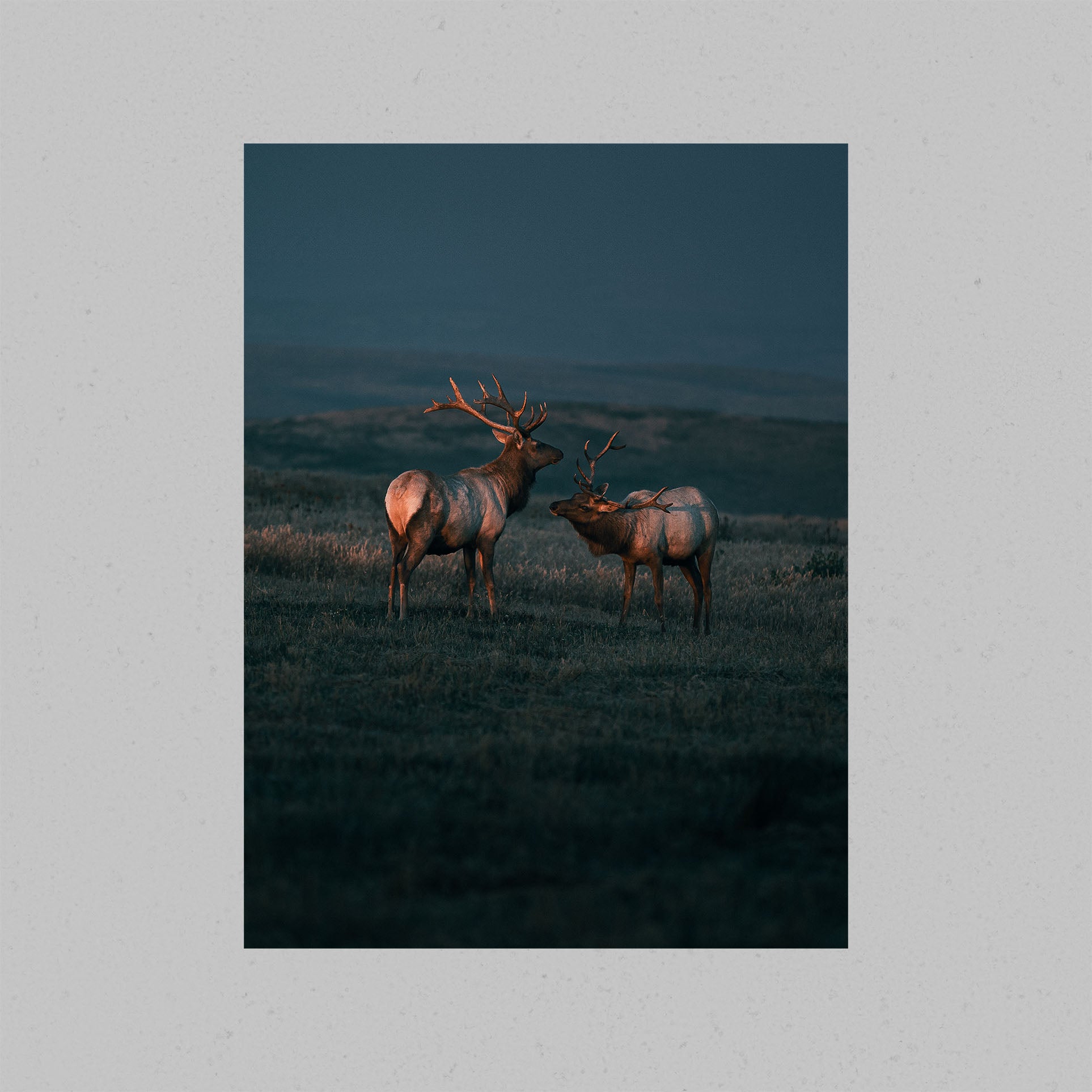 Point Reyes Elk Print