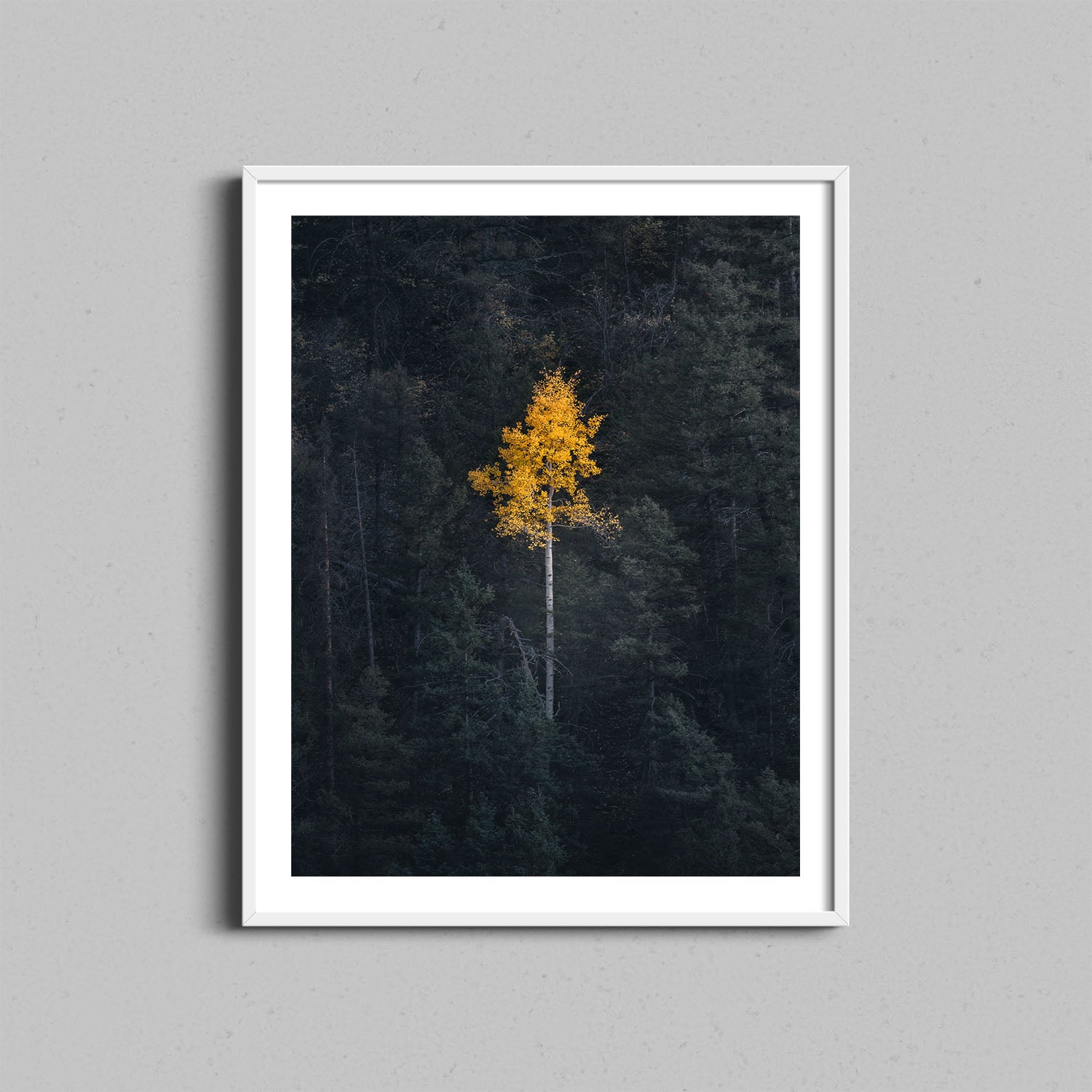 Lone Aspen Tree Print