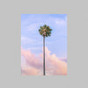 A photograph of a single palm tree against a sunset sky in California.