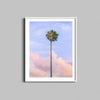 A photograph of a single palm tree against a sunset sky framed in a white wooden frame.