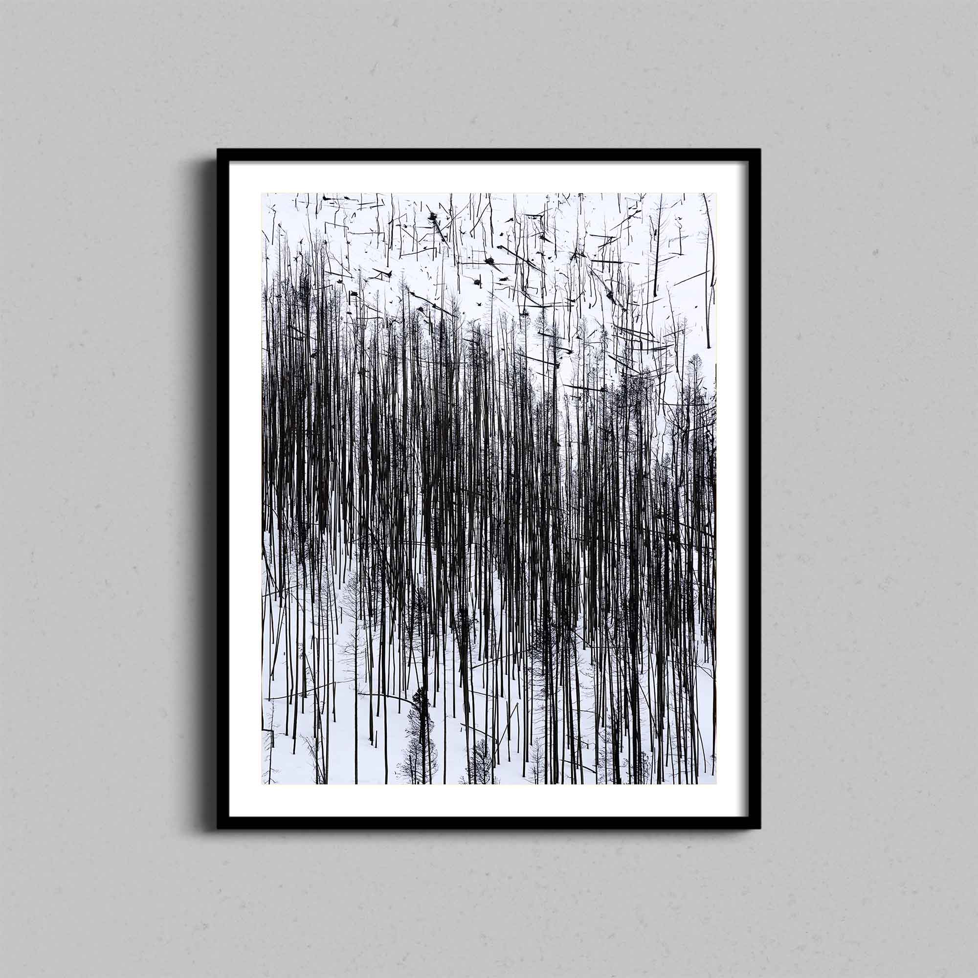 Burned Forest Print