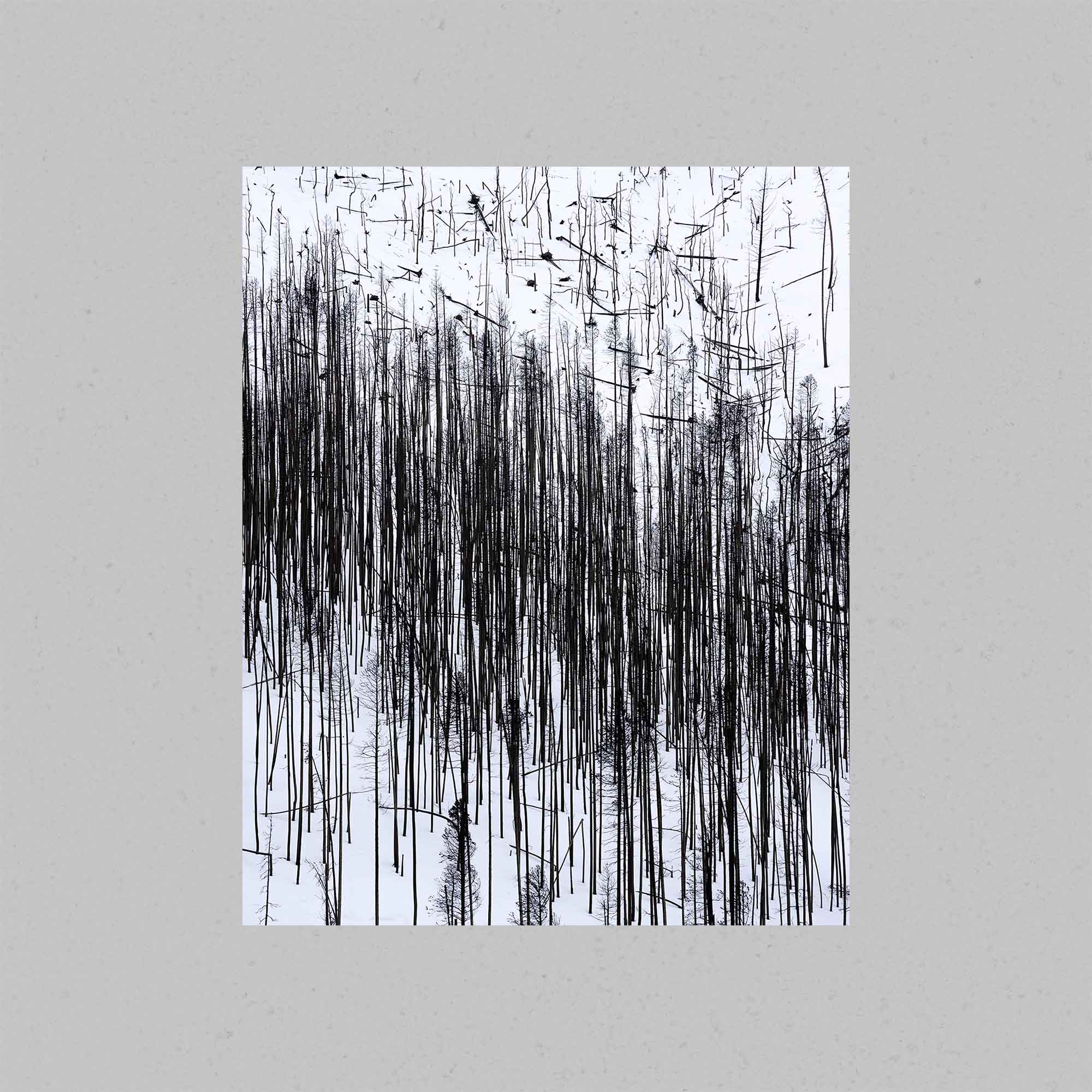 Burned Forest Print