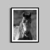 Wild Horse Print