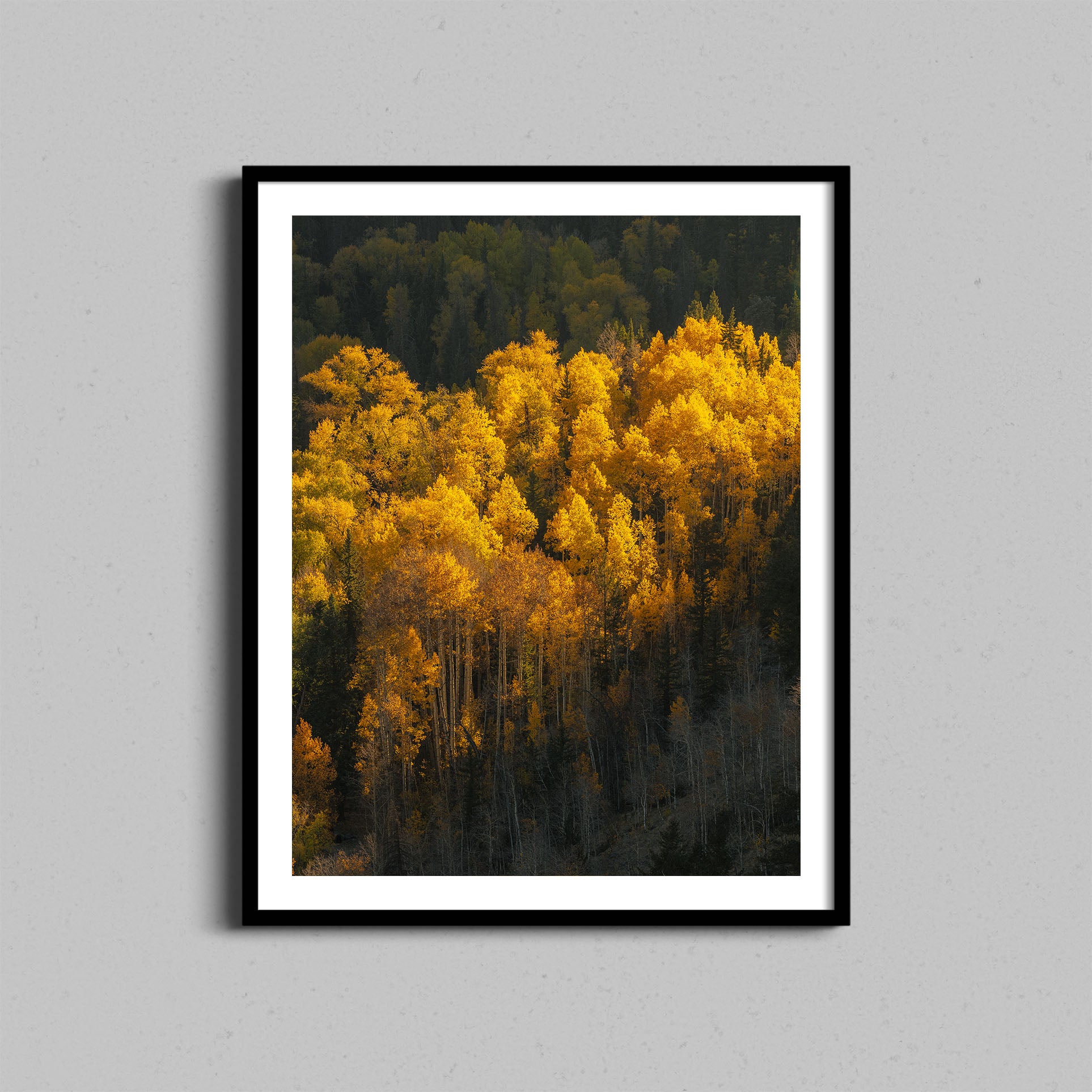 Aspen Tree Glow Print