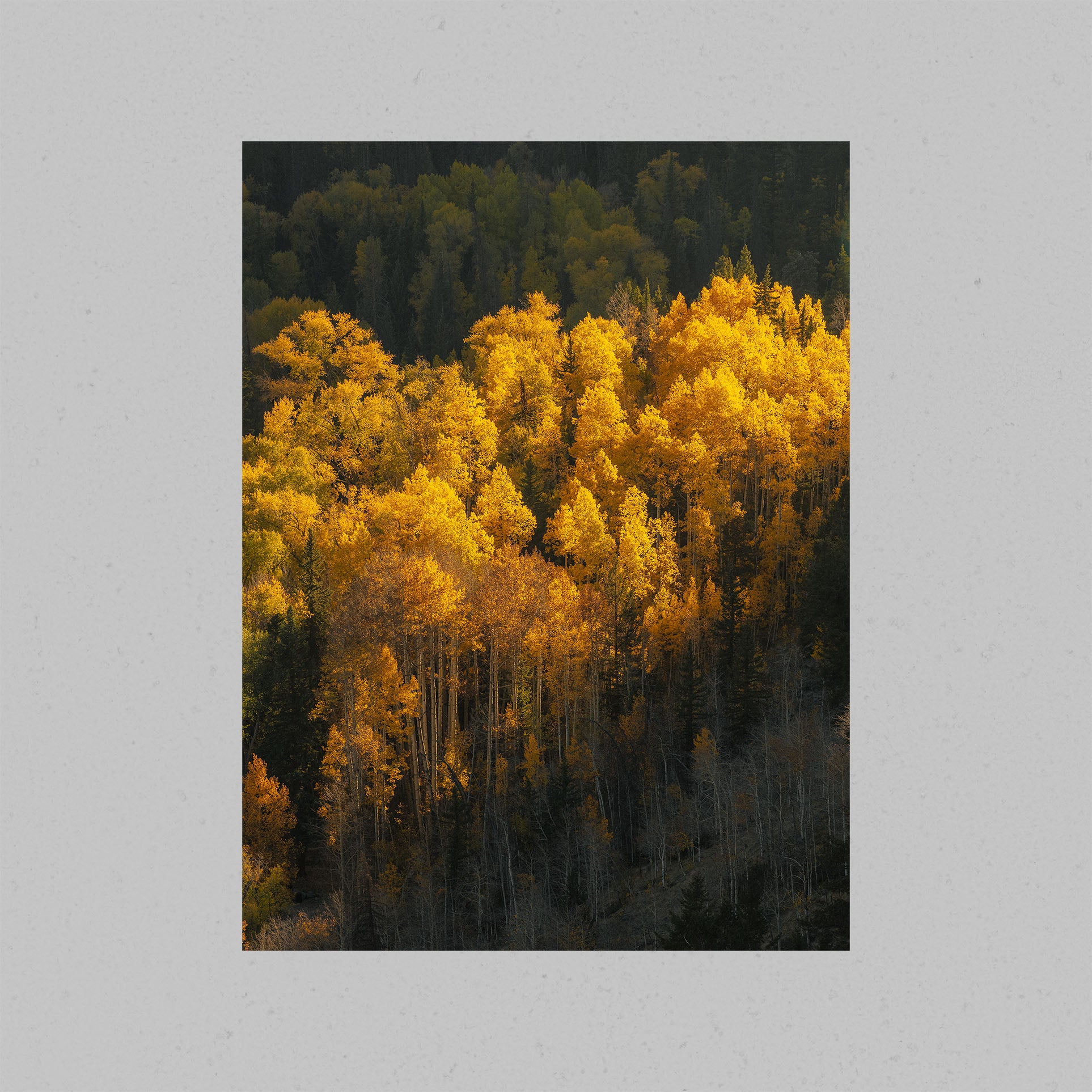 Aspen Tree Glow Print