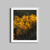 Aspen Tree Glow Print, Colorado San Juans